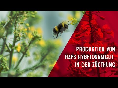 Wie wird Hybrid-Raps Saatgut hergestellt - LG Raps Züchter Stefan Abel erläutert