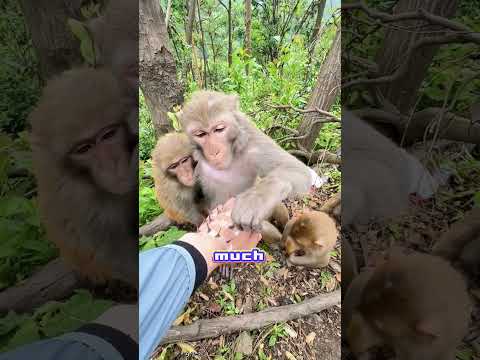 Monkey Helps Injured Human and Introduces Family 😂🐒#funny #comedy #lol #humor #hilarious