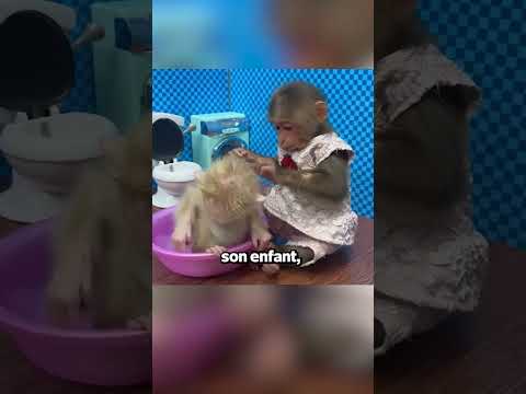 Cette Mère Singe A Abandonné Son Enfant Pour Son Nouveau Mari