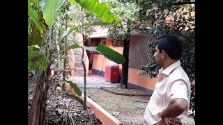 Download lagu കദളി വാഴ കൃഷി ചെയ്യുമ്പോള്‍ Vazha Krishi Tips In Malayalam mp3