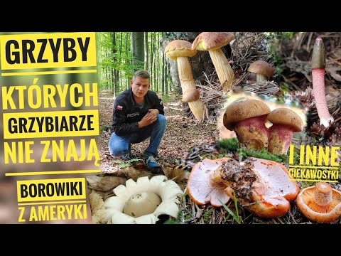 Grzyby których grzybiarze nie znają oraz wiele ciekawych gatunków. JESIEŃ 2021