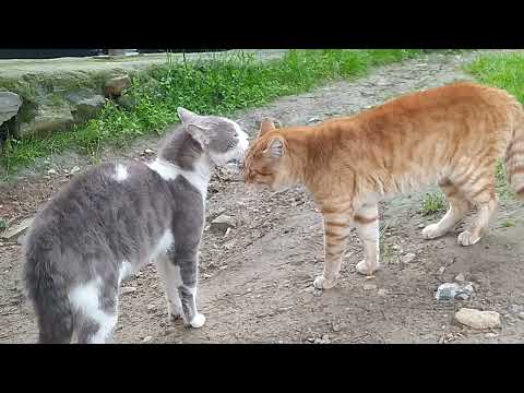 Cats' Argue