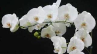 Count Basie Orchestra & Helen Humes: My Heart Belongs To Daddy