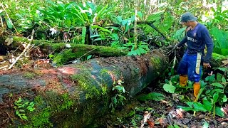 Download lagu HAMPIR DI AMBIL ALIH OLEH ALAM !!PENEMUAN KAYU ULIN DI LEMBAH HUTAN RIMBA KALIMANTAN mp3