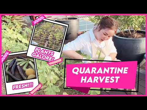 SMALL'S GARDEN: IT'S HARVEST TIME!| Small Laude