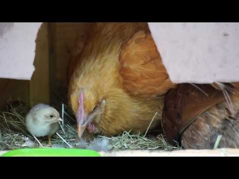 Zwei Glucken, ein Nest