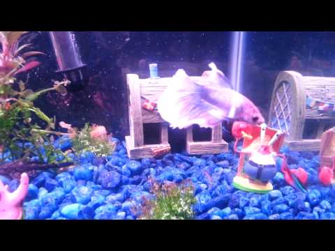 Cute spongebob square pants betta fish tank
