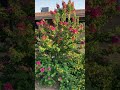 The Real Mexican Bird of Paradise Non Spreading Agave + Clean and Tidy Bougainvilla