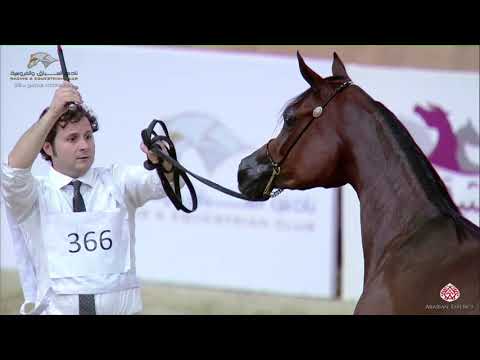 N.366 AL WAZNA AL SHAQAB - 22nd Qatar National 2019 - Yearling Fillies (Class 3A)