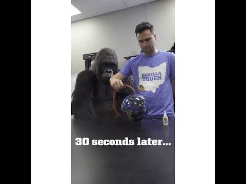 Gambar Gorilla Lem Super 3 Gr