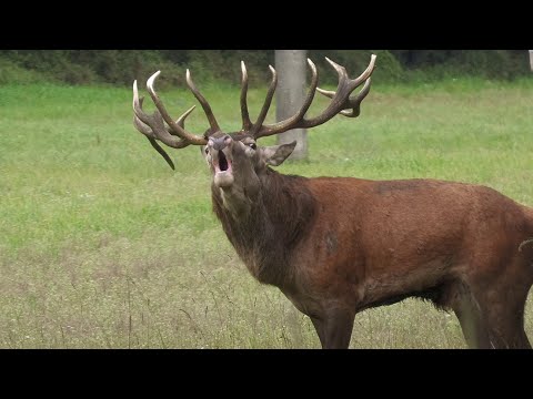Kapitaler Hirsch von der Müritz - Brunft 2025 in Mecklenburg