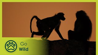 Baboons - Africa's Wild Wonders - The Secrets of Nature