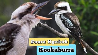Download lagu GET TO KNOW THE KOOKABURRA, A HILARIOUS SINGING BIRD FROM AUSTRALIA mp3 Download lagu GET TO KNOW THE KOOKABURRA, A HILARIOUS SINGING BIRD FROM AUSTRALIA mp3