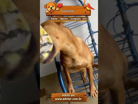 Vídeo de Caramelo