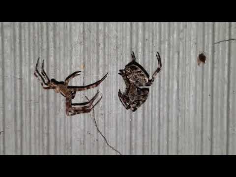 Mating Cross Orb Weaver Spiders!