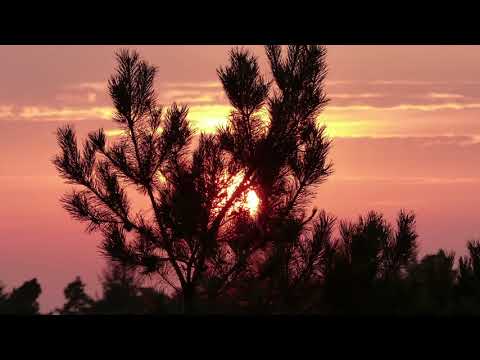 Auf der Suche nach dem röhrenden Hirsch