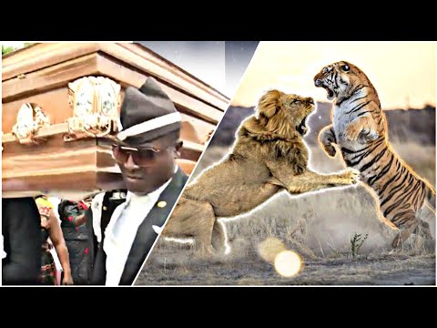 Funniest ANIMAL FIGHTS⚰ COFFIN DANCE MEME #15