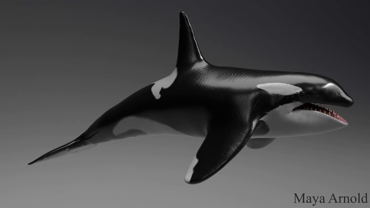 Killer Whale Maya