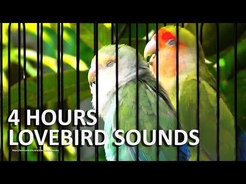 Peach-Faced Lovebird Sounds 4 Hours - Seagreen & Wild Green