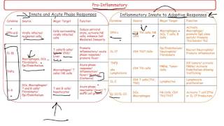 Cytokines by Function