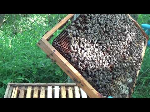 5/5 22 Mai 2019 Revenim la o familie pregatita de vanzare si constatam ca e pe 12 rame cu puiet