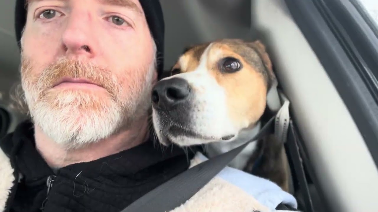 Enlarge Max, a ADOPTABLE Hound in Quincy, MI video 2/2