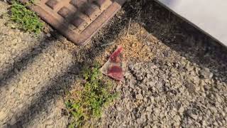 negoziante-nel-mirino-dei-ladri-per-favore-non-mi-scassinate-piu