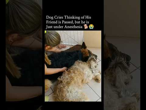 Dog Thought His Best Friend Was Gone… Then This Happened 🐶😭💉