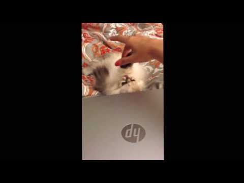 My cute little ball of fur