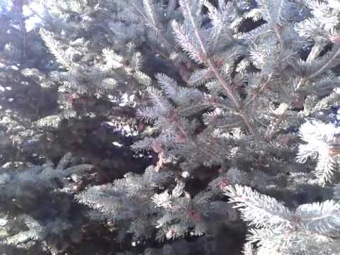 Retraining A Central Leader