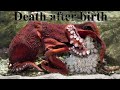 How a female octopus gives birth. Deep look