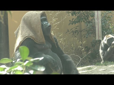 download lagu mp3 mp4 Gorilla Fashion, download lagu Gorilla Fashion gratis, unduh video klip Gorilla Fashion
