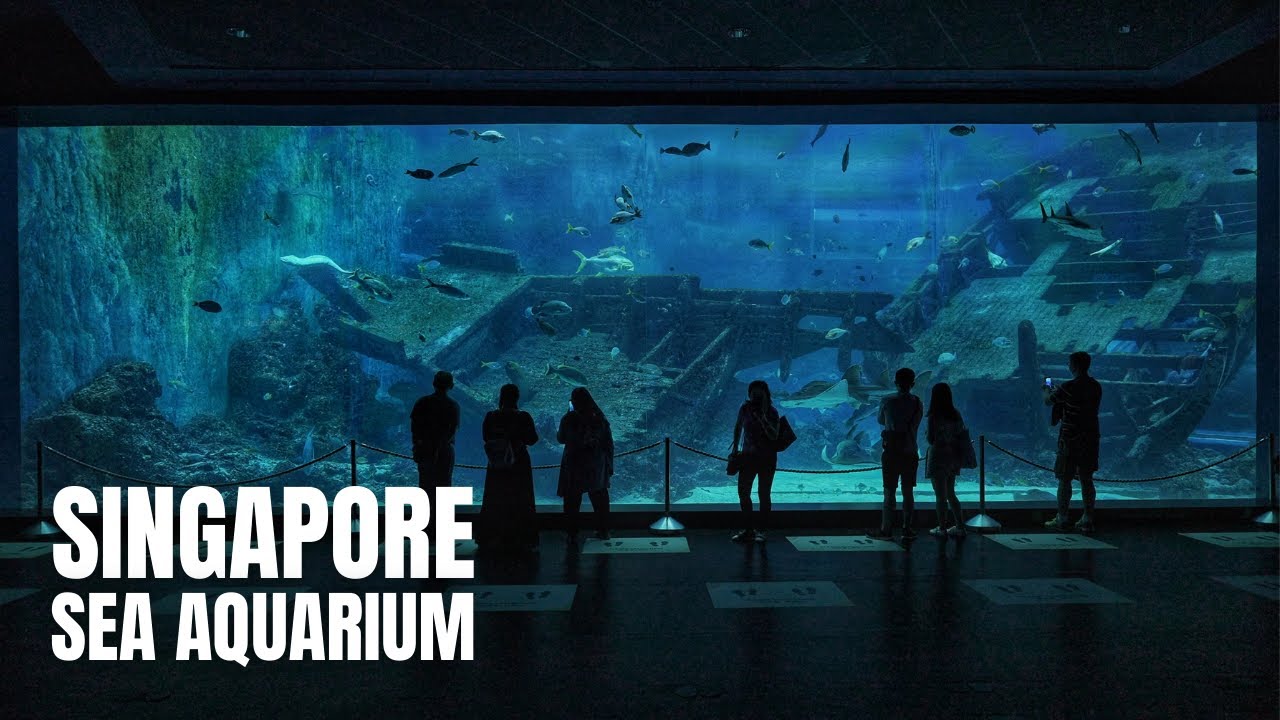 Embark on an immersive walking tour and unravel the wonders of the S.E.A Aquarium.