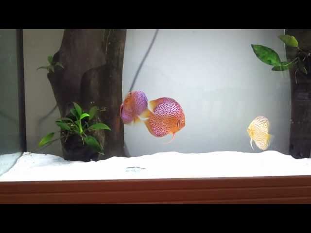 Discus fish laying eggs in community tank