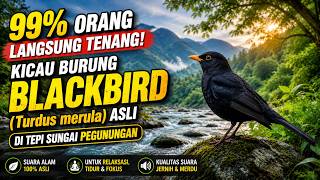 Download lagu 🐦 99% Orang Langsung Tenang! Kicau Burung Blackbird (Turdus merula) Asli di Tepi Sungai Pegunungan mp3 Download lagu 🐦 99% Orang Langsung Tenang! Kicau Burung Blackbird (Turdus merula) Asli di Tepi Sungai Pegunungan mp3