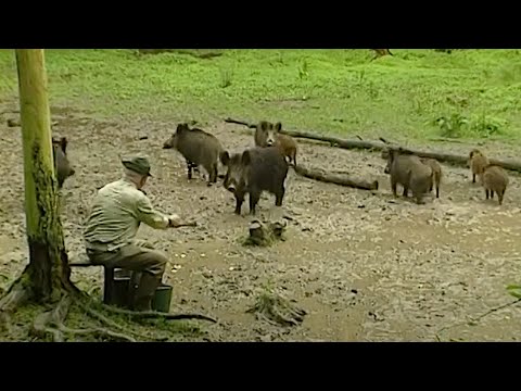 Die Spur der Schweine Norbert Happ Schwarzwild