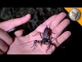 The Best 28 Giant Whip Scorpion Vinegaroon Spider Bite Pictures