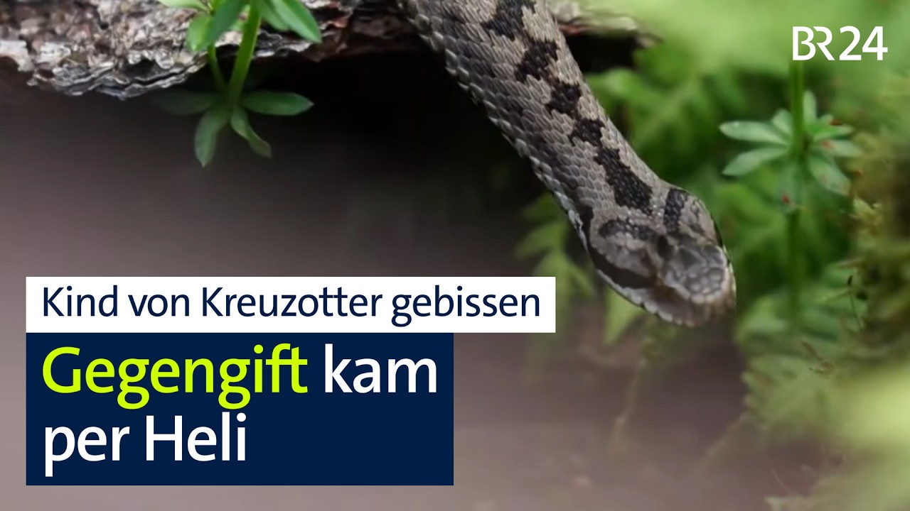 Kind nach Kreuzotter-Biss mit Gegengift behandelt | BR24