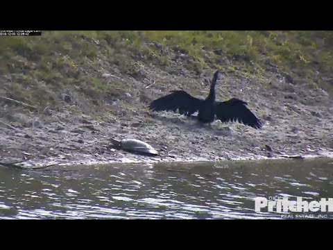 SWFL Eagles ~ Anhinga Vs. Soft Shelled Turtle ~ Shell Bombed On The Shore 12.3.18