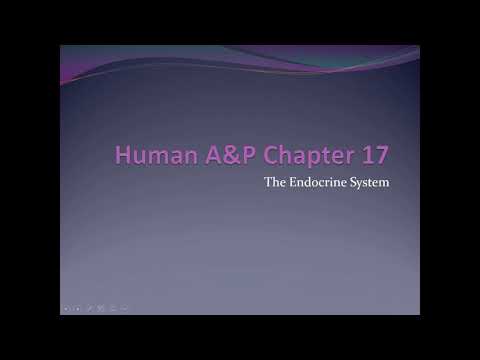 EMS 3163: Chapter 17 Video - Endocrine System
