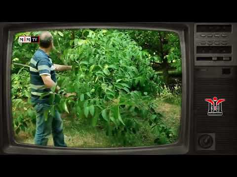 Sait Yıldız - Ahmo Bra Raer Palu | Zazaca / Zazaki | © 2024 Mim Production - Tv