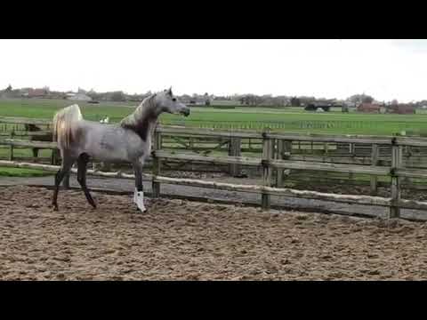 البطله شيخة الجمان بنت ار اف فريد ماشاء الله 🍃