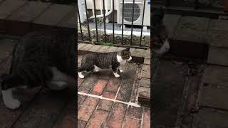 ひょっこり野良猫#shorts #ショート
