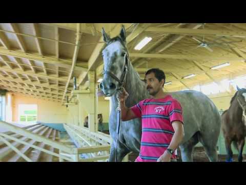 Sircat Sally Leads Honeymoon Stakes Contenders