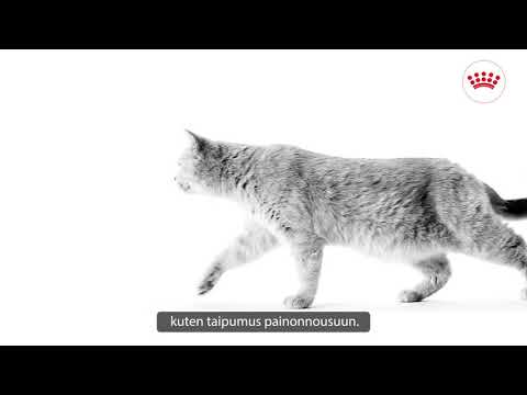 Royal Canin British Shorthair 4kg video