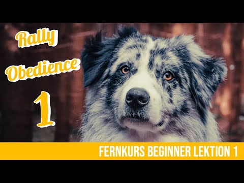 Rally Obedience Beginner: Lektion 1 Basisübungen