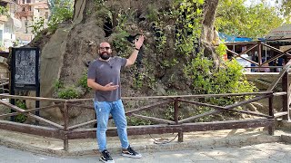 Efsane Doğu Çınarı ve Ab-ı Hayat Çeşmesi: Anıt Ağaçlar Hatay