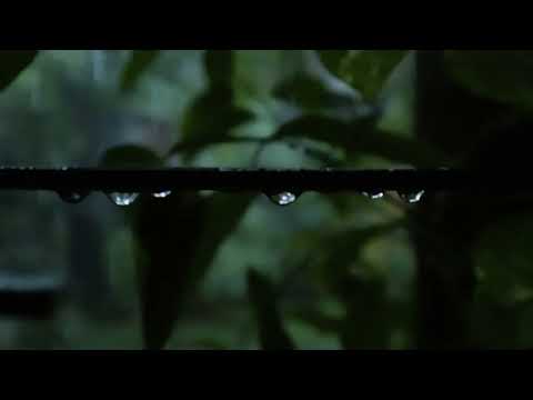 Jao Pakhi Bolo | Video cover | Fahim Muntasir