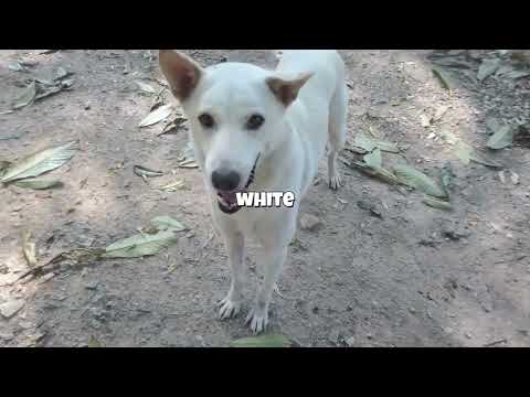 The sweet temple dogs #headrockdogrescue #thailand #memory #soi #stray #poison #animals