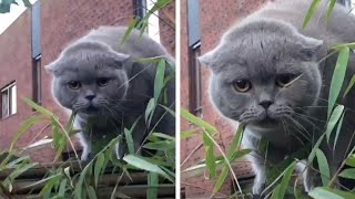 Cat Stuck On Fence Makes Weird Noises